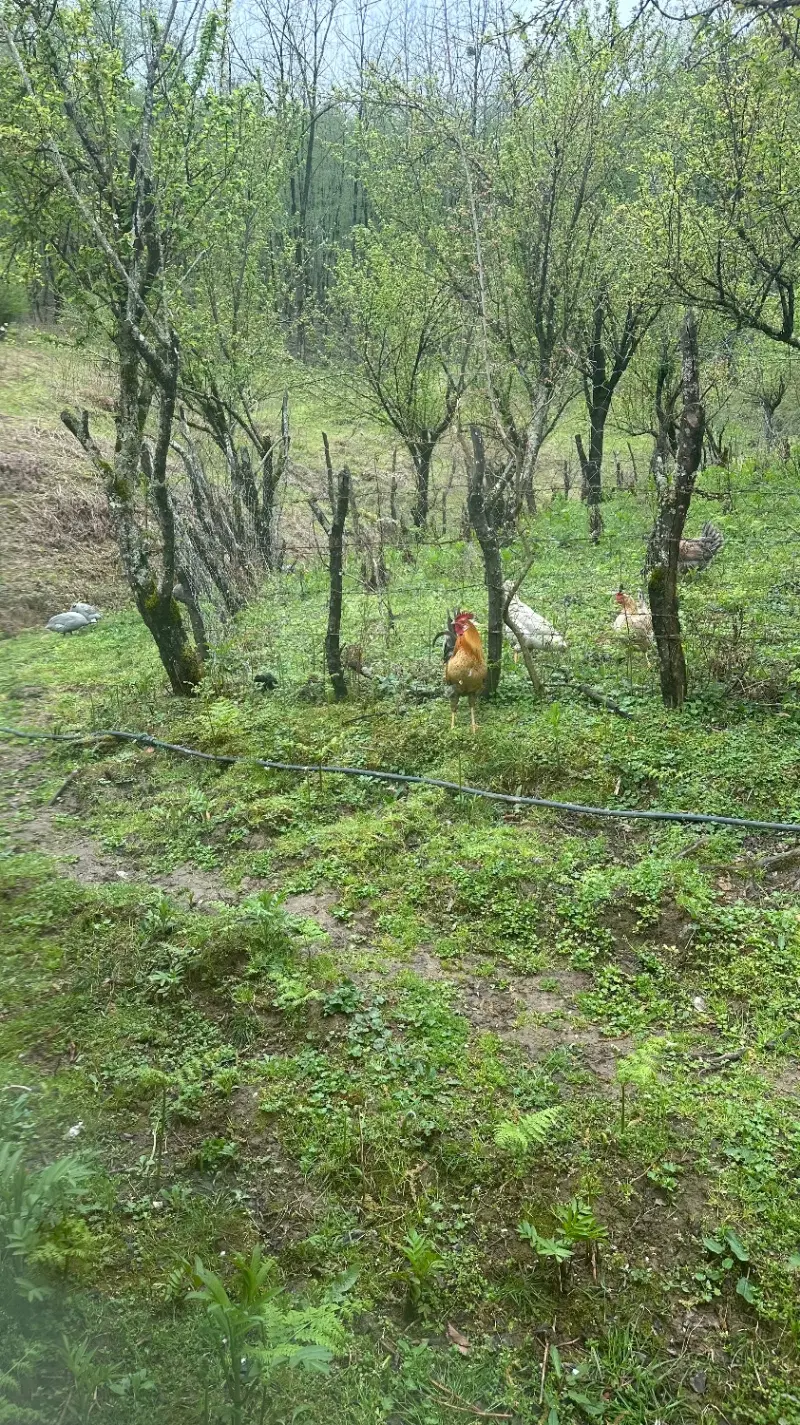 10 قصب زمین روستای مسکون