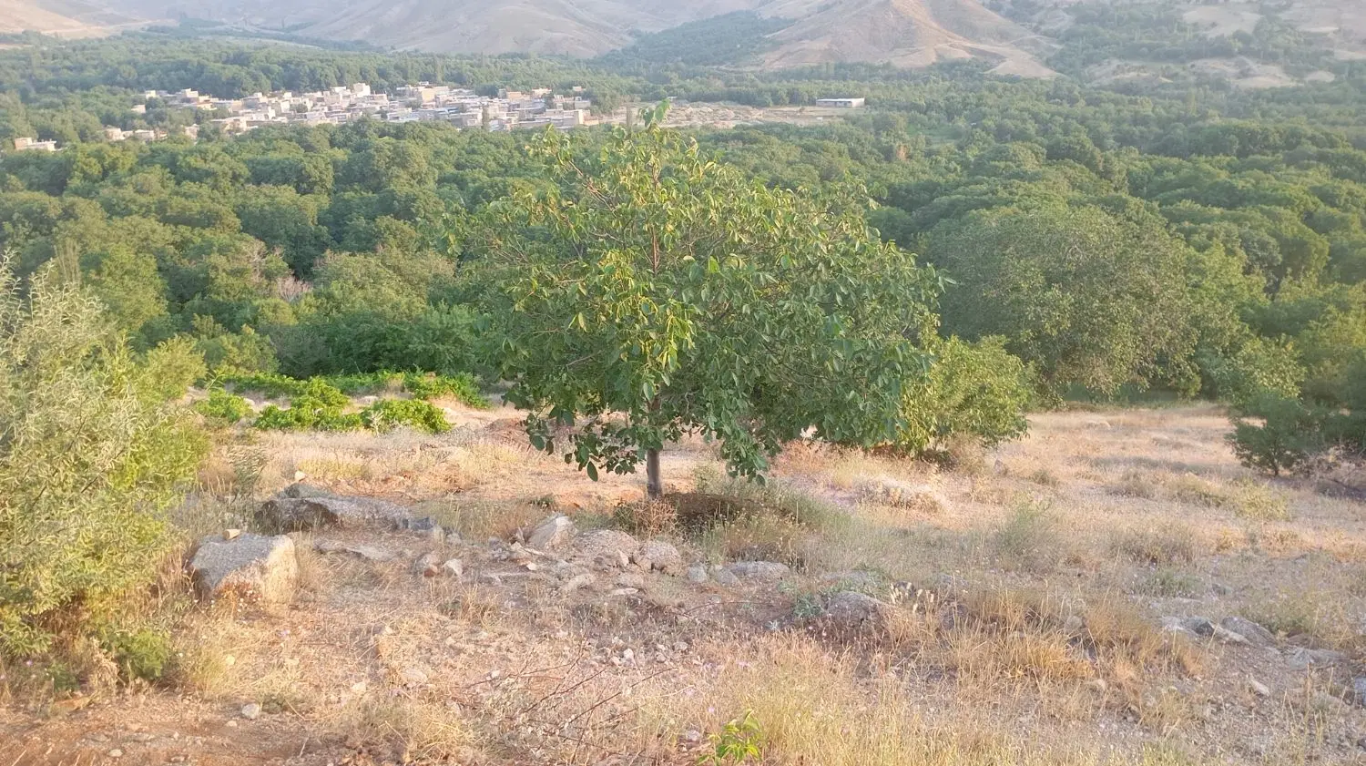 یک قطعه زمین باغی طره هادی در روستای توریستی وهنان