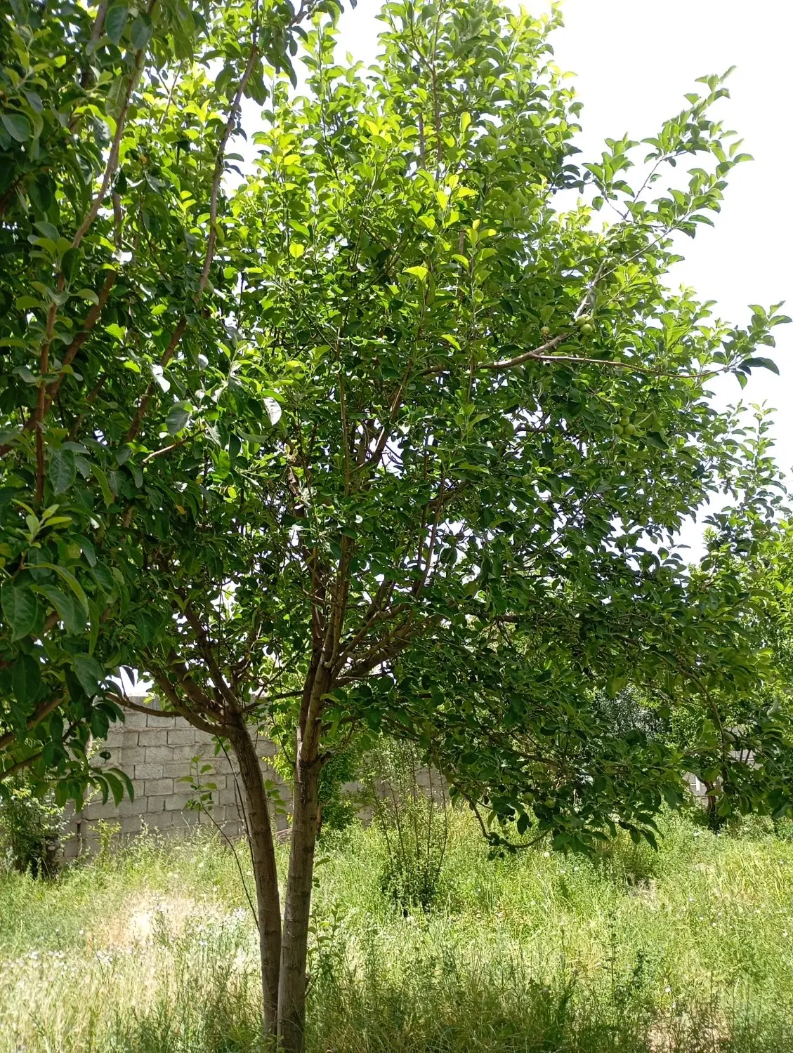 فروش زمین ویلایی
