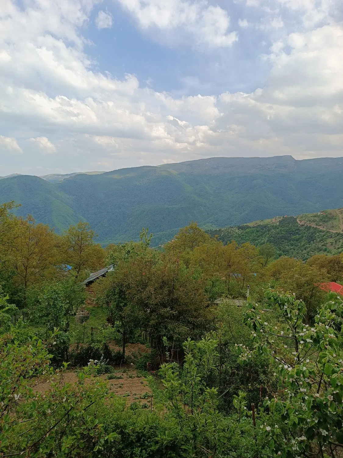 باغ فروشی