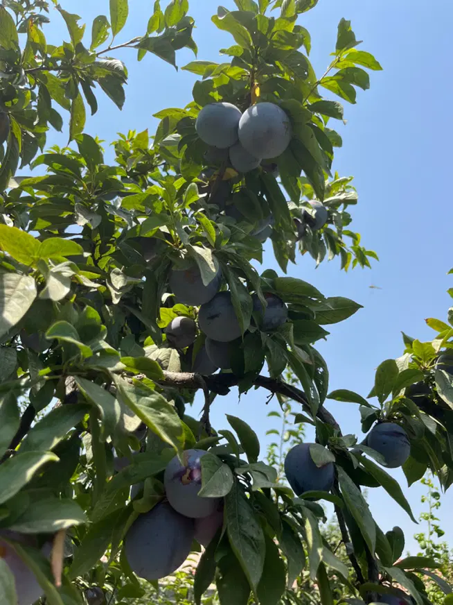 باغ ۵۰۰ متری شهرکی در لشگرآبادنگهبانی ۲۴ ساعته