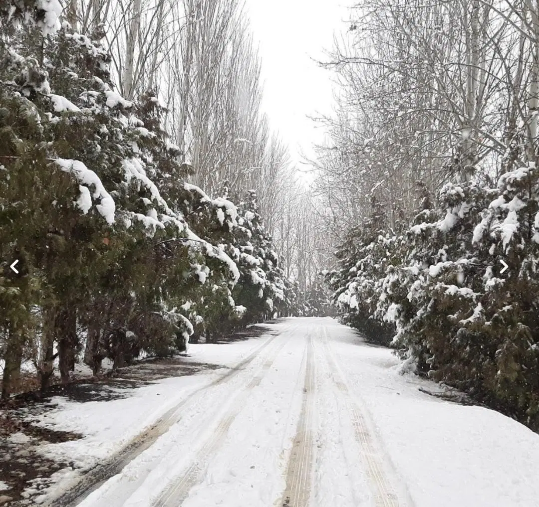 فروش باغچه
