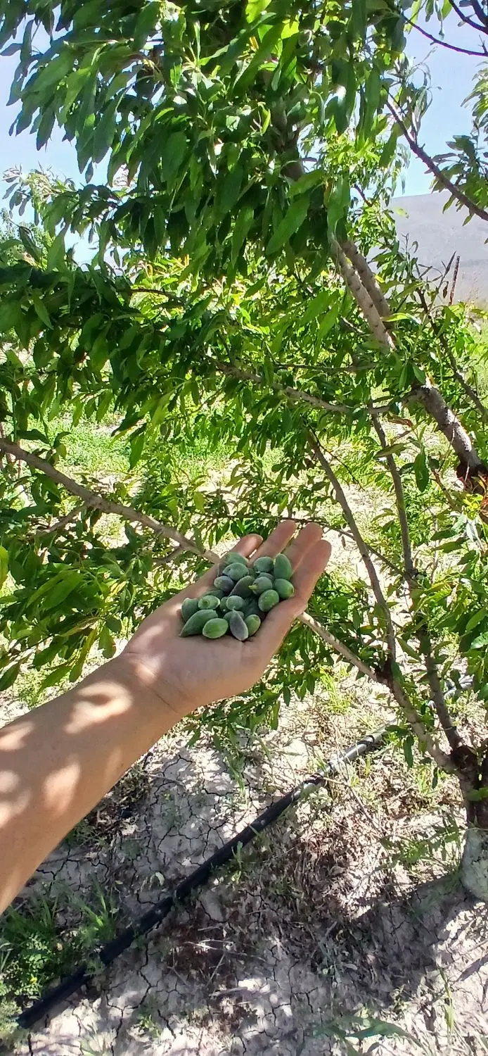 باغ شهری
