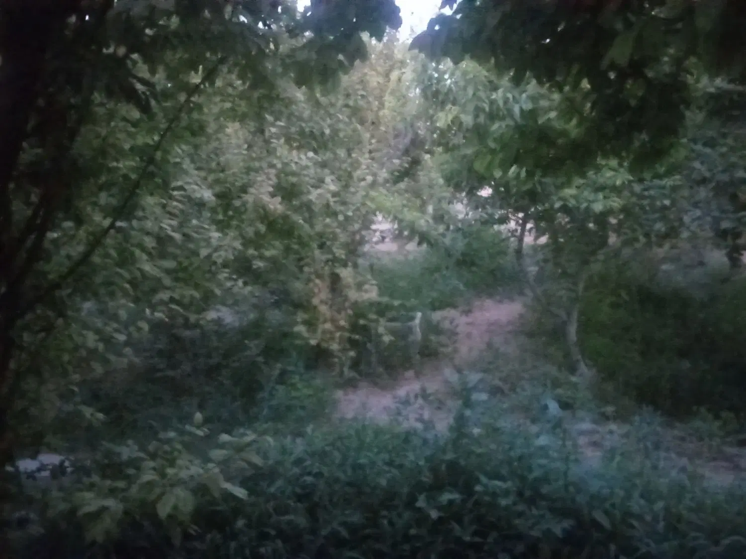 خرید و فروش باغچه