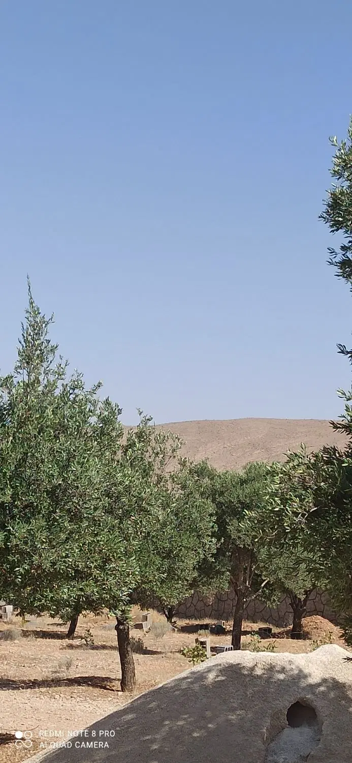 باغ شهری