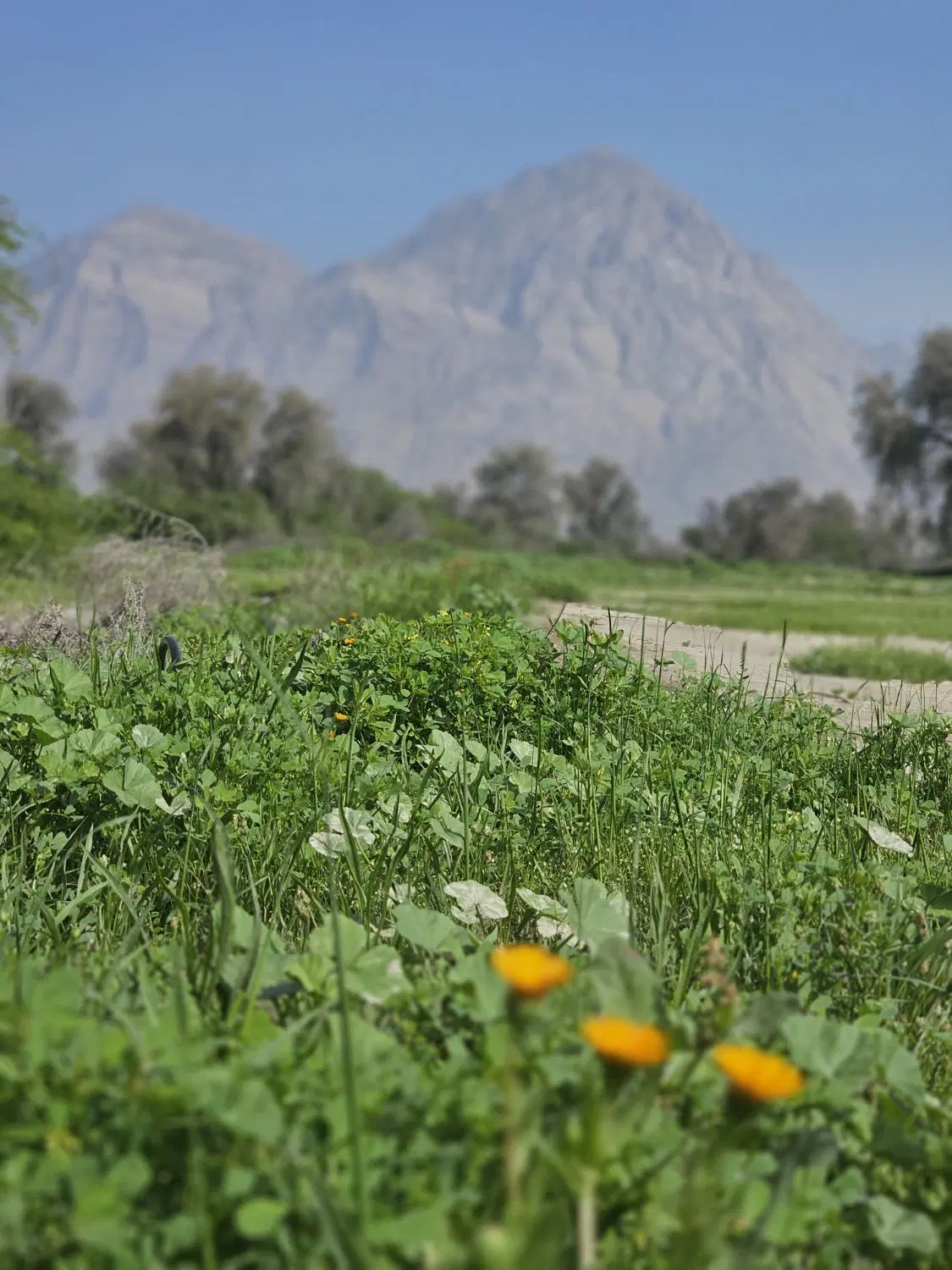 زمین کشاورزی روستای زهوکی شمیل ۱۵هکتار