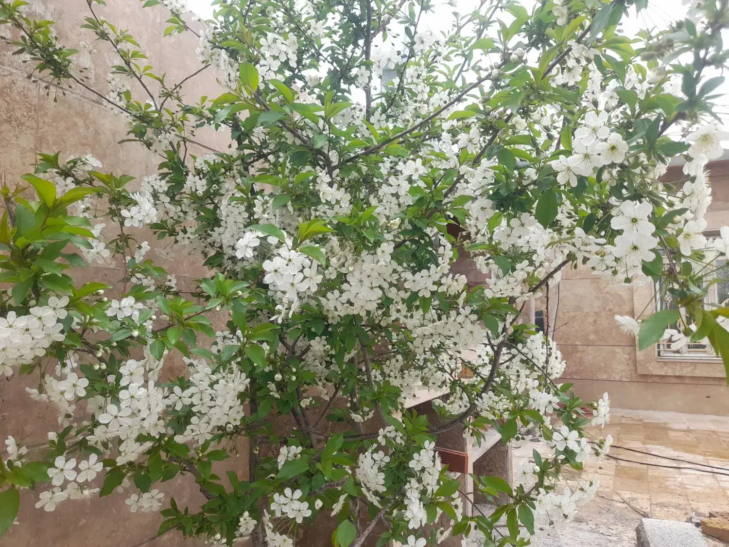 باغ ویلا استخر داخل کنار بافت روستا به متراژ ۵۰۰