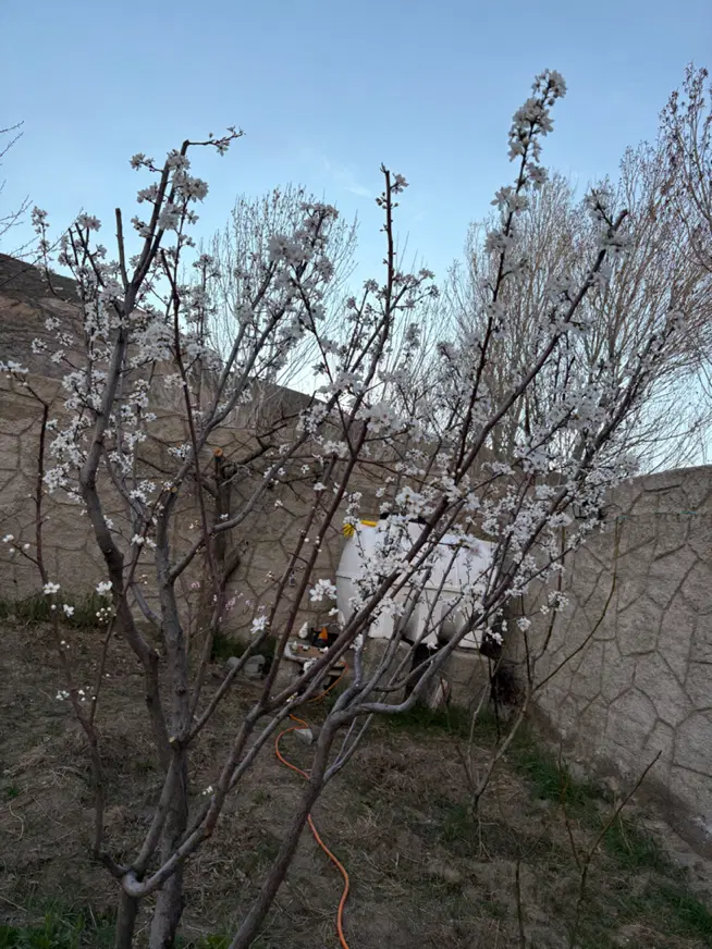 باغ سعید آباد(ابتدای جاده پیست اسکی سهند)