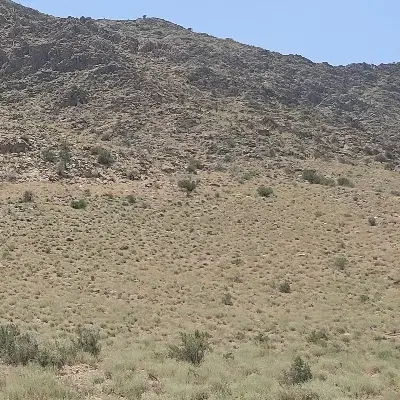 سلام 12قصب زمین در امیر آباد سوخک به فروش می‌رسد