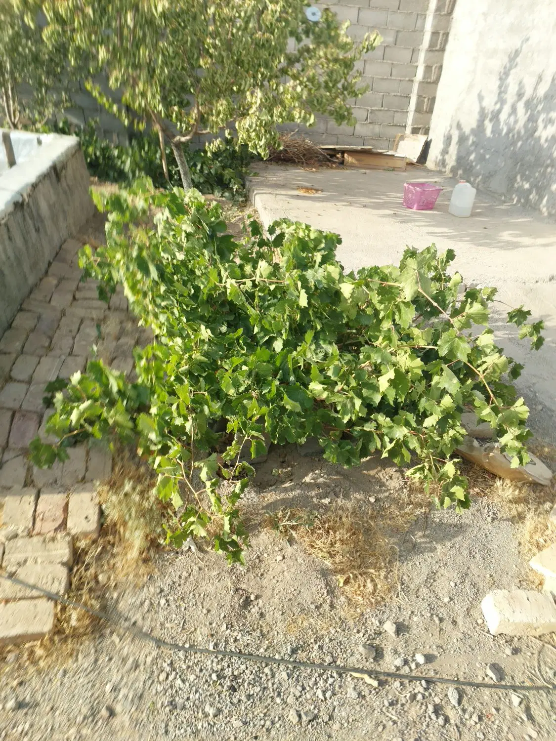 ۳۰۰ متر باغچه در روستای ورده