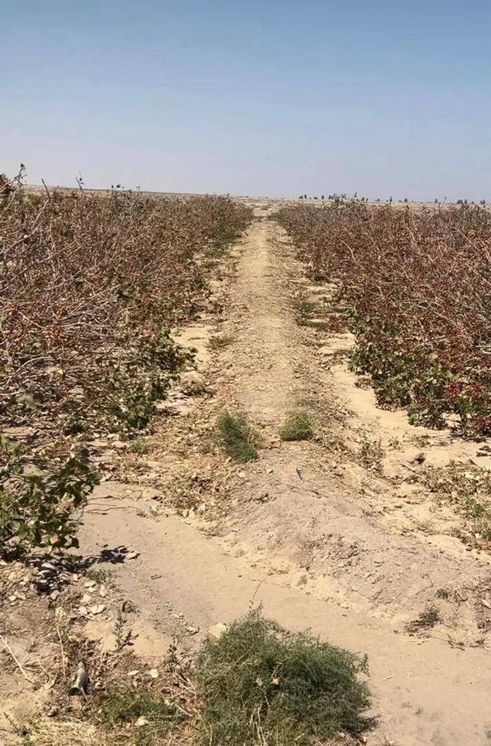 زمین فروشی یادگار امام