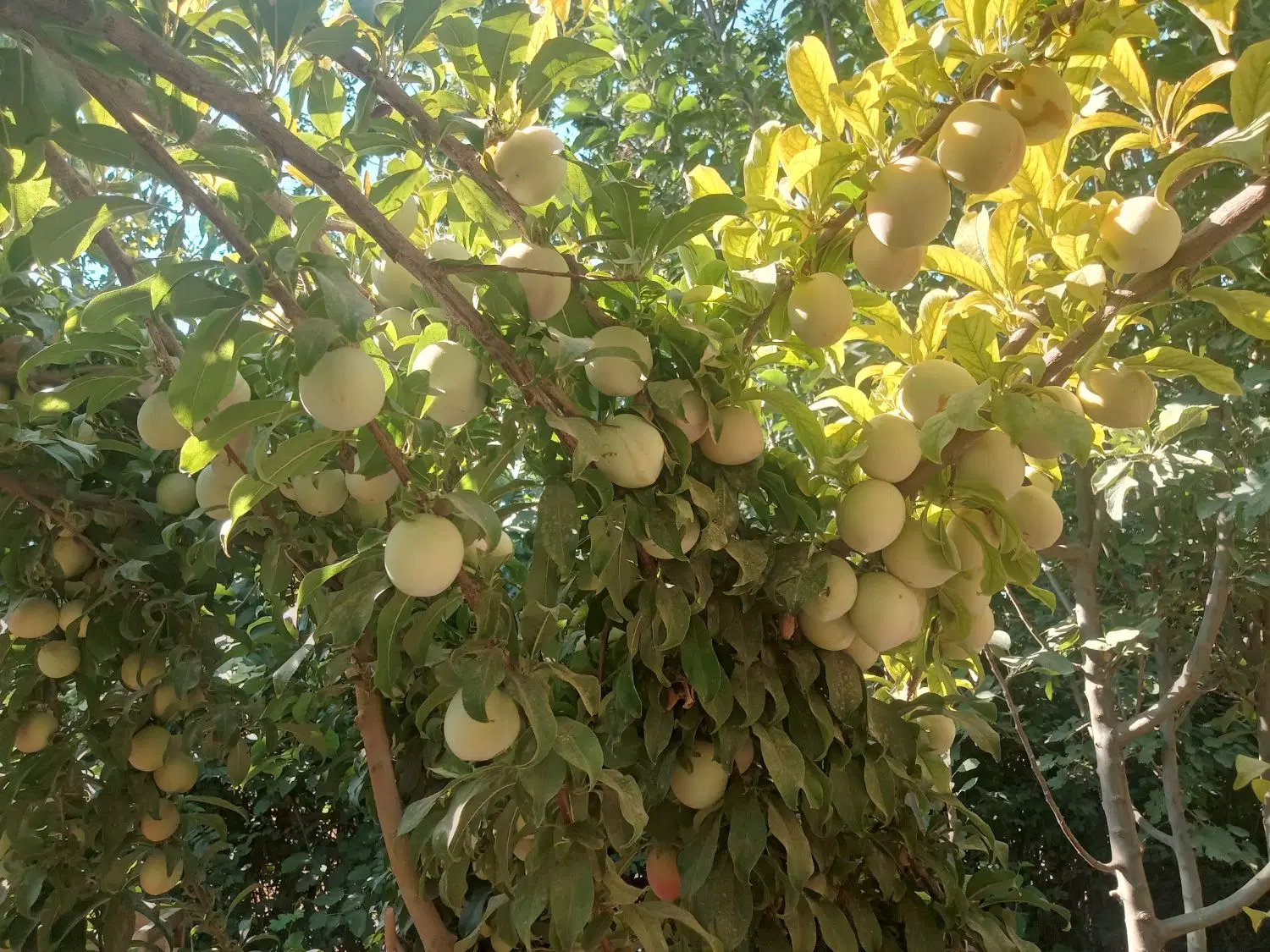 ۵۰۰ متر باغ
