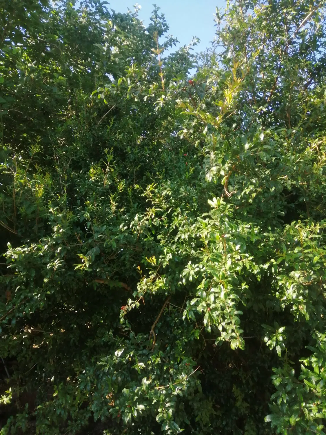 باغچه در روستای دیزج دول قیمت توافقی