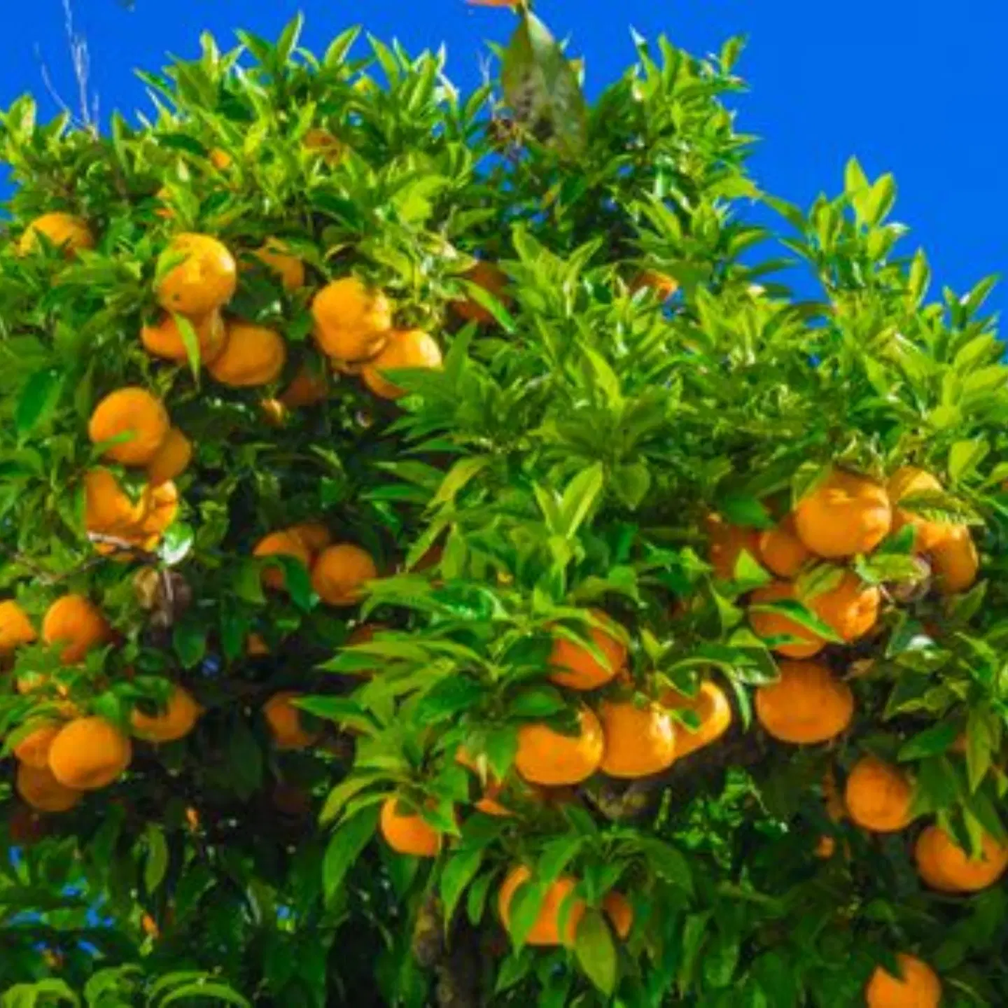 فروش زمین هواشناسی