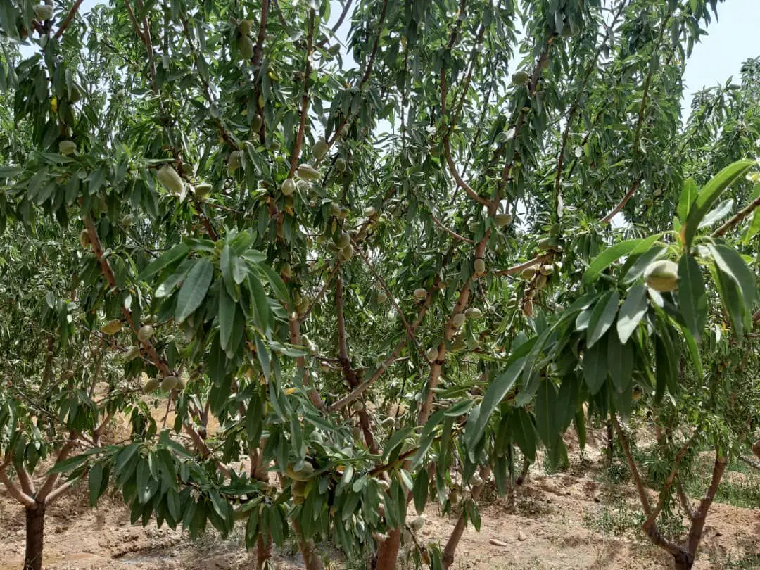 زمین کشاورزی