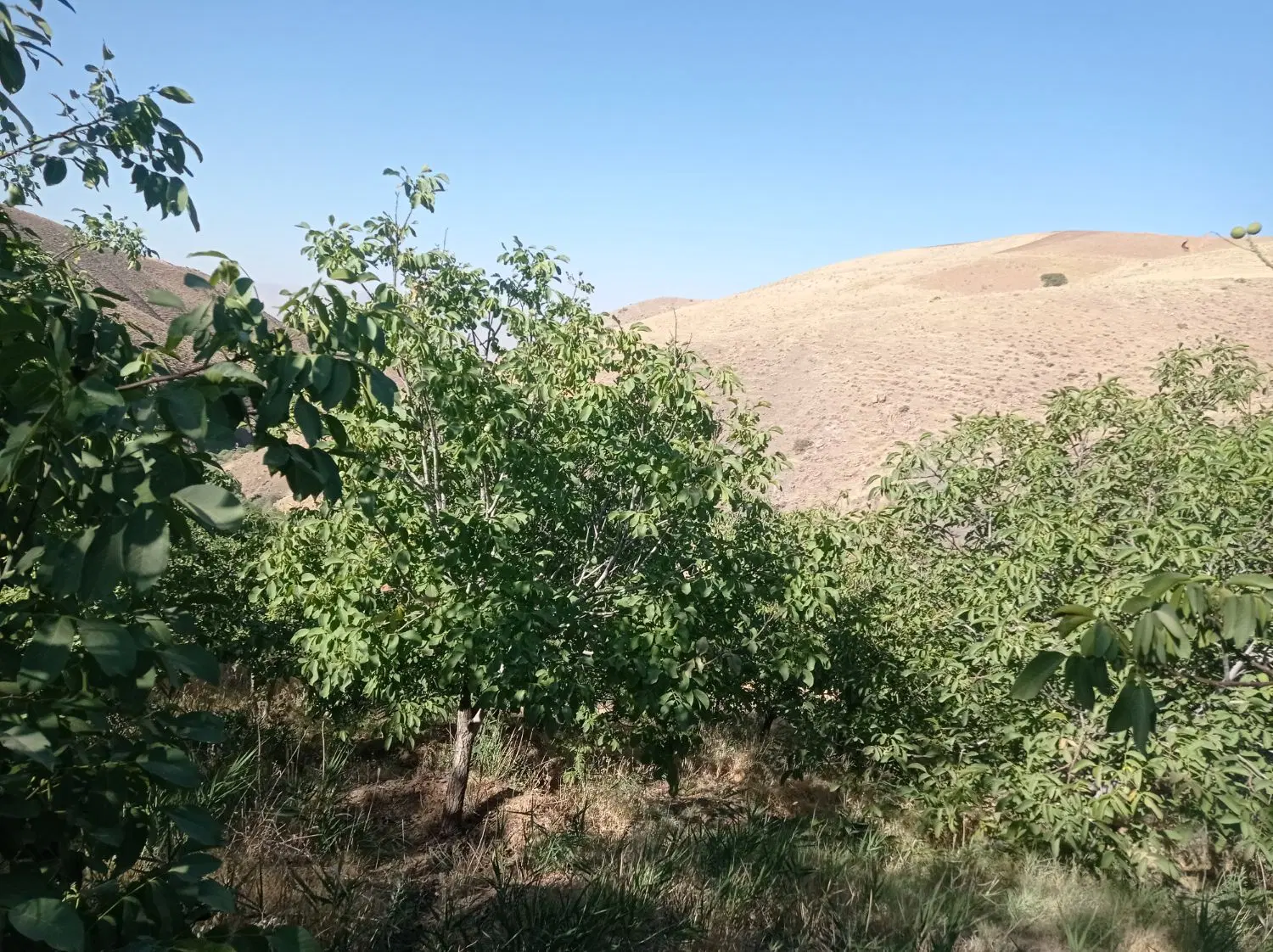 باغ کشاورزی ۲هکتار