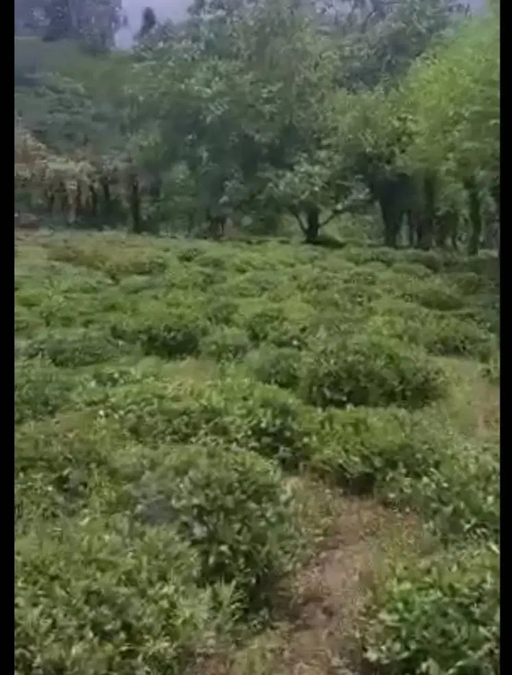 هزار متر زمین باغی