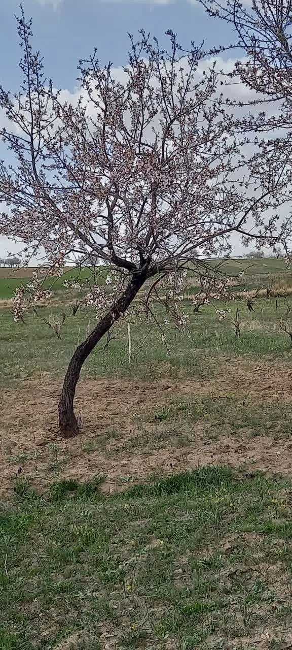 فروش زمین