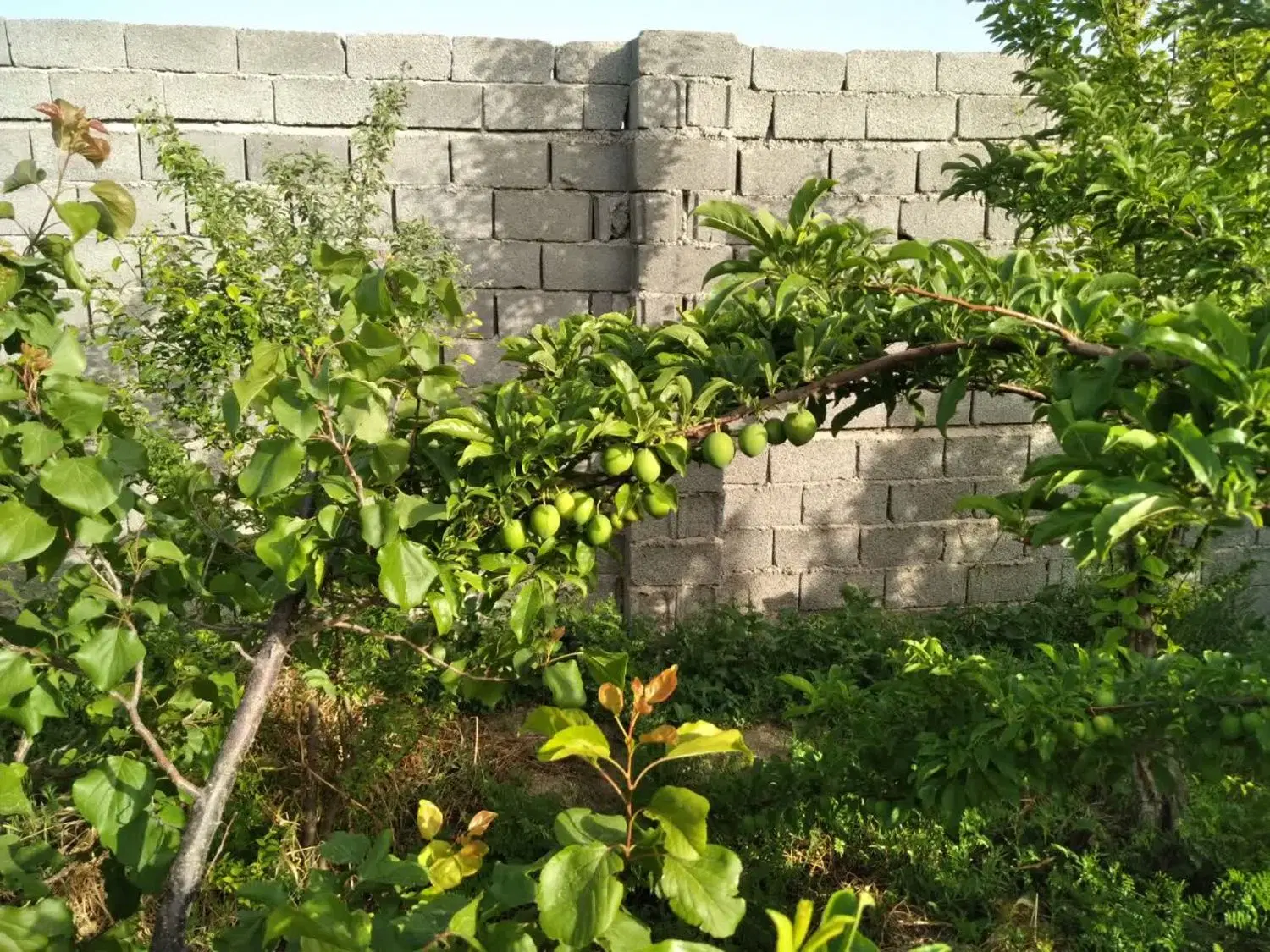 باغچه چهاردیوار
