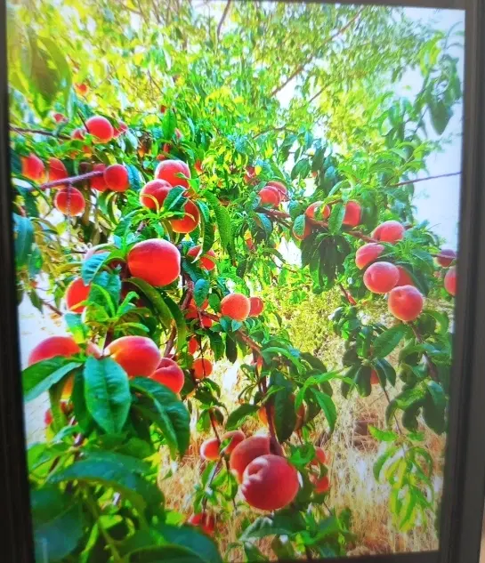 باغ و زمین