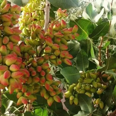 صدقصب باغ پسته باآب فراوون