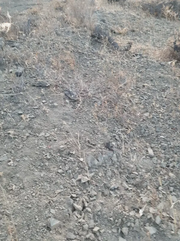 ۳۰۰ متری در قلندر آباد روبروی مسجد