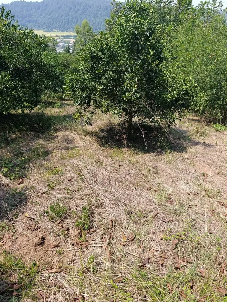 زمین باغ مرکبات