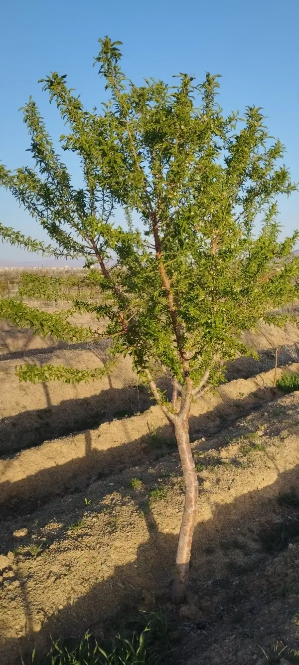 باغ درخت