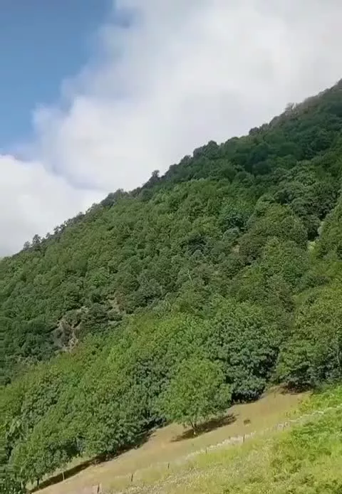 ویلای جنگلی تراس دار