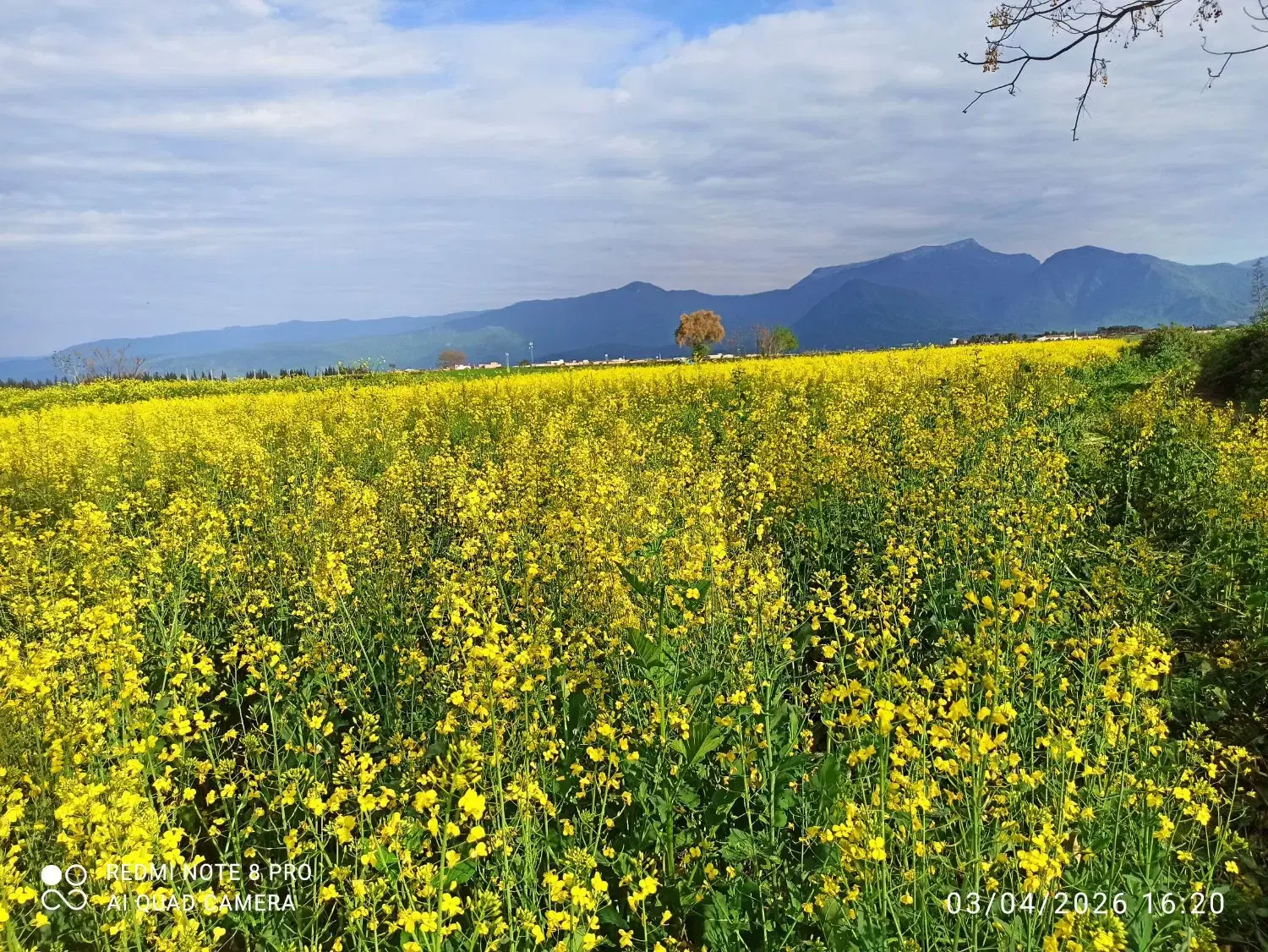 زمین ۲۰۰ متری مناسب سرمایه‌گذاری آق قلا