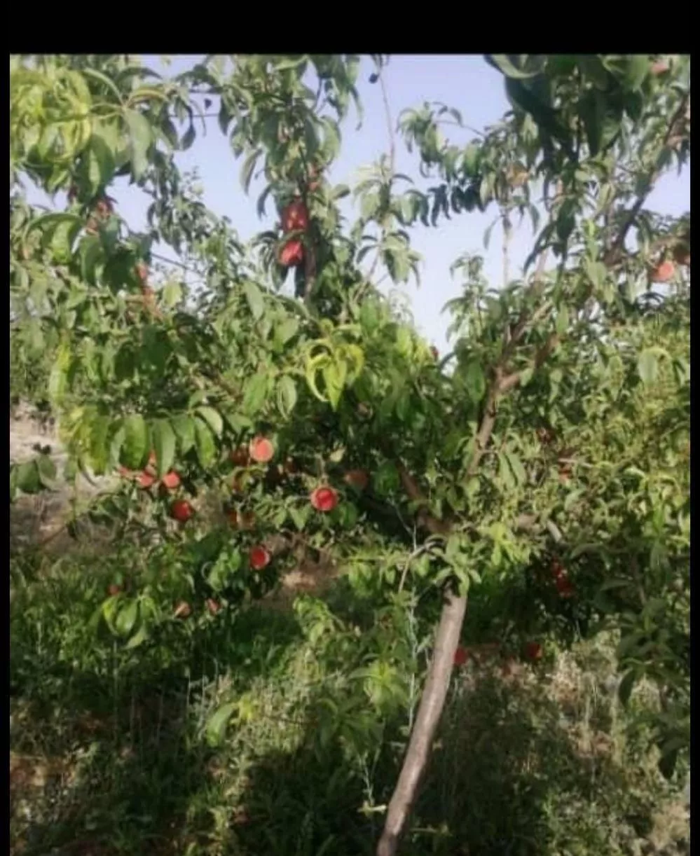 فروش ویلا نیمه تمام در آبسرد (دماوند)