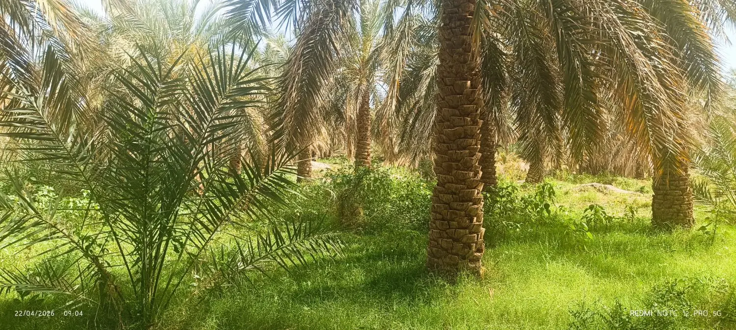 فروش باغ خرما دارستان بم