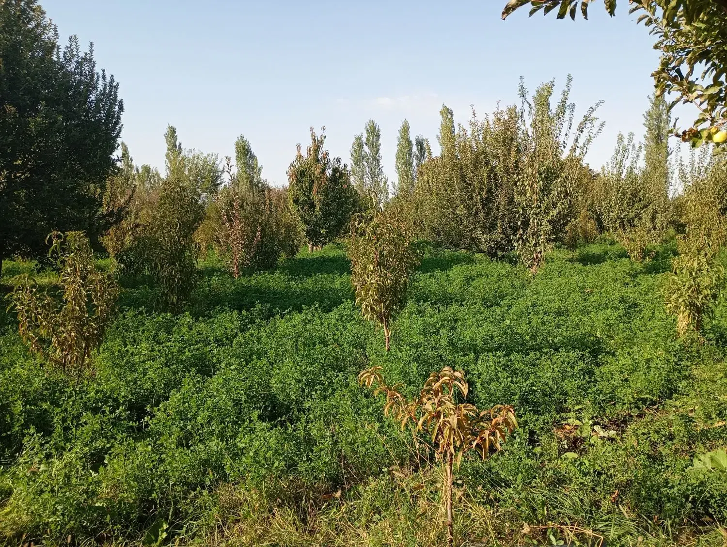 باغچه شلیل درختان جوان
