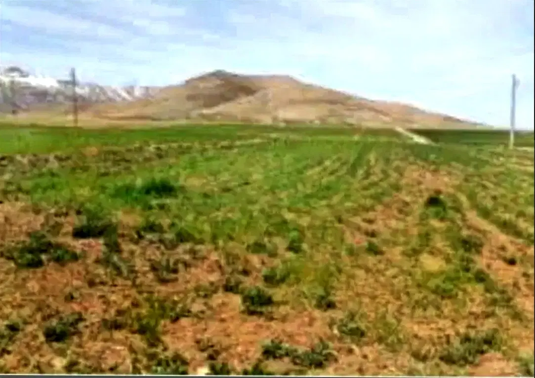 فیش زمین خیاطان