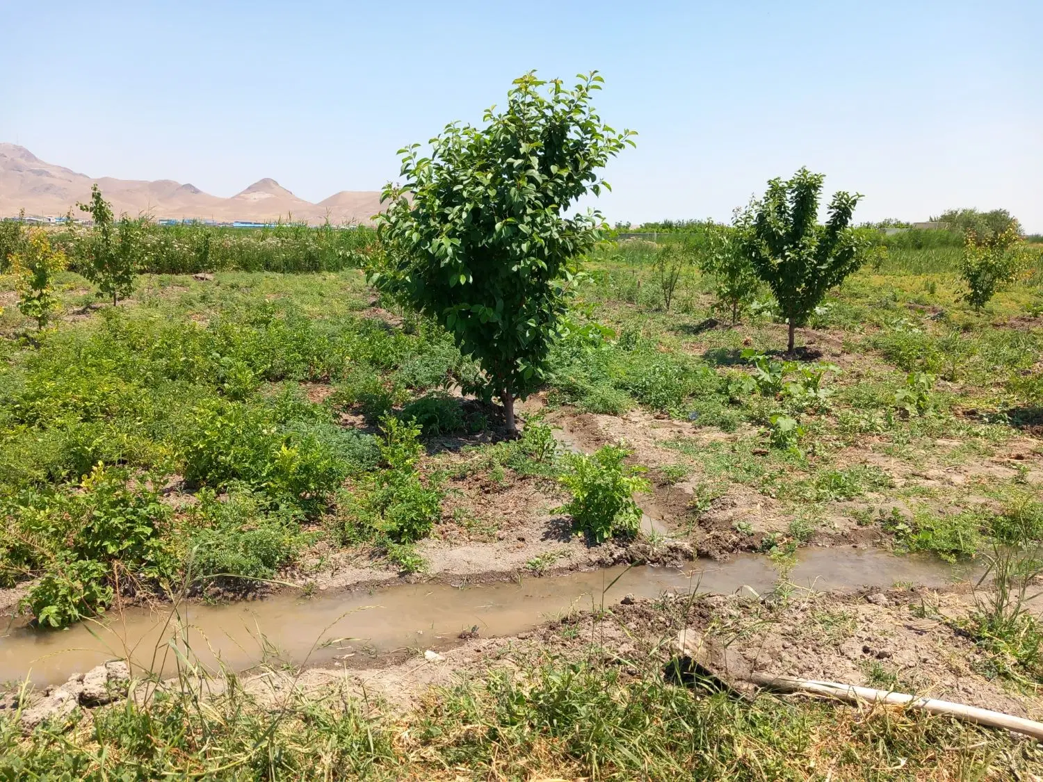 باغچه پانصد متری جاده شهید کلانتری روستایی بوربور