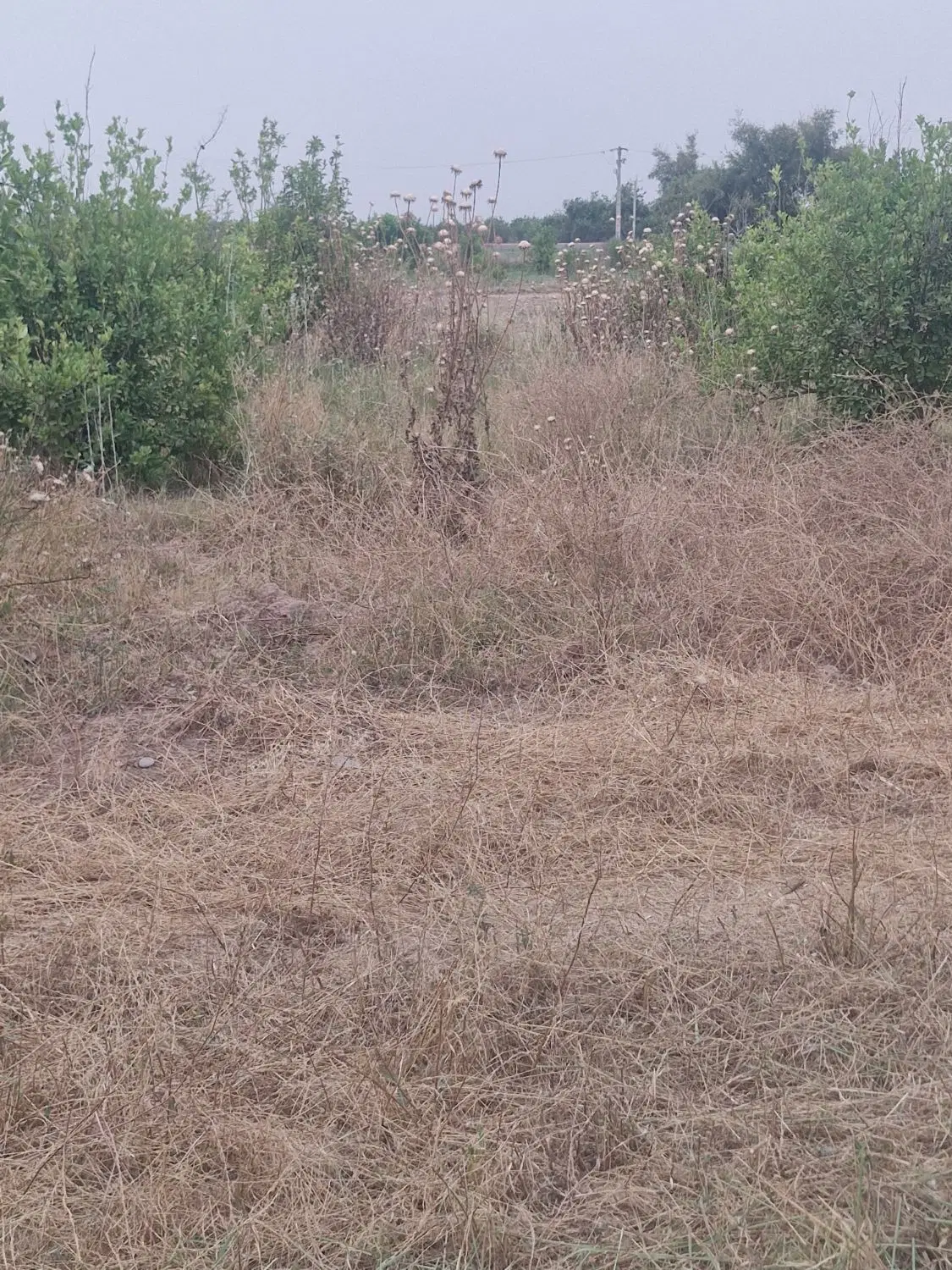زمین باغ