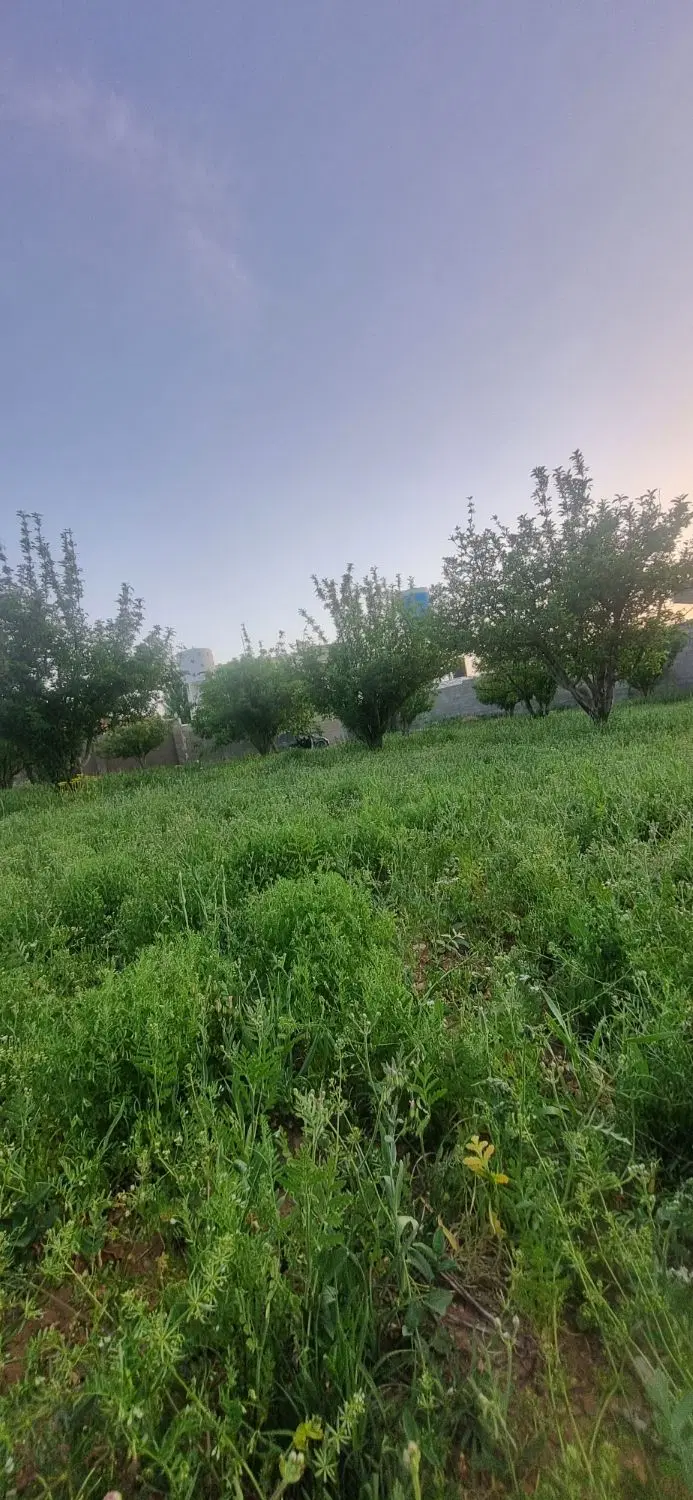 باغ ۵۰۰متری کودیان