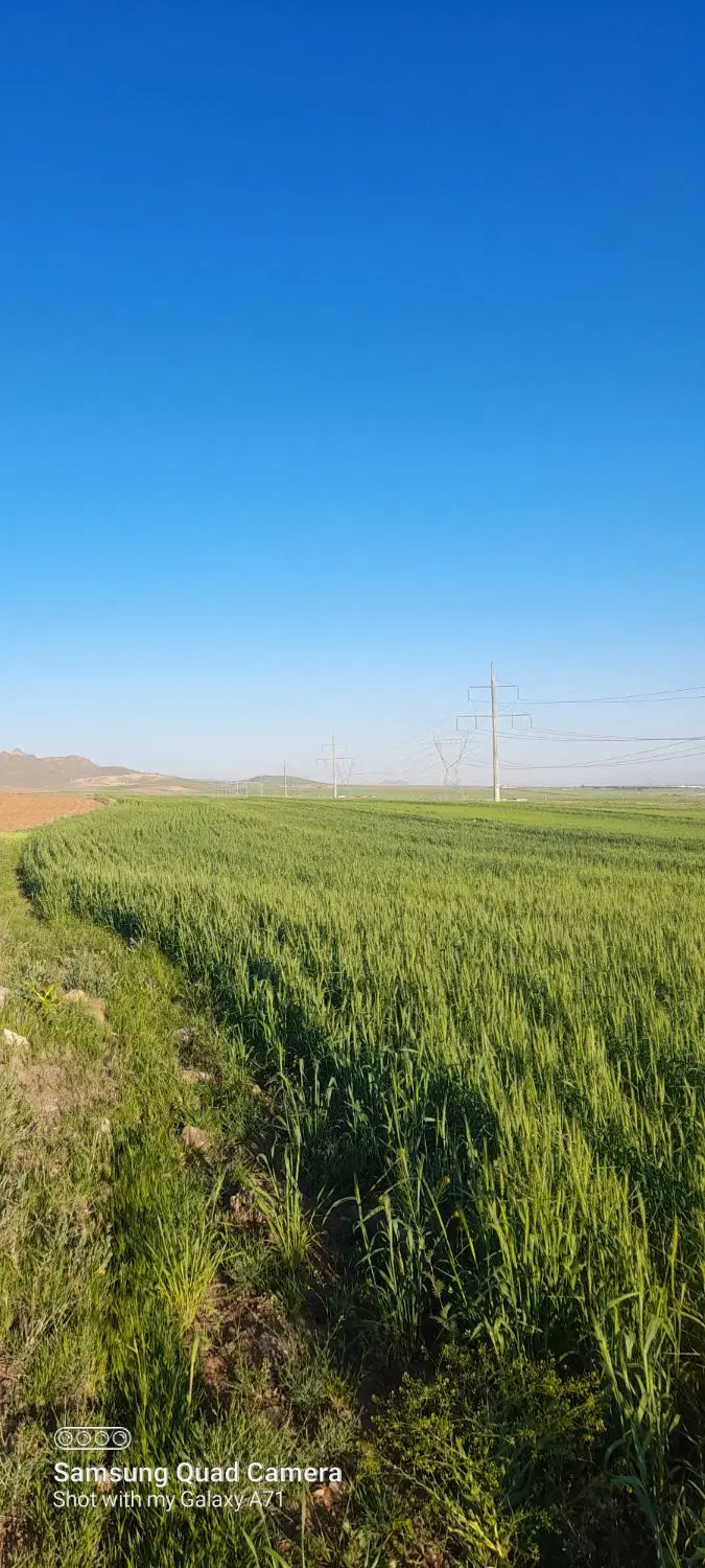 زمین کشاورزی