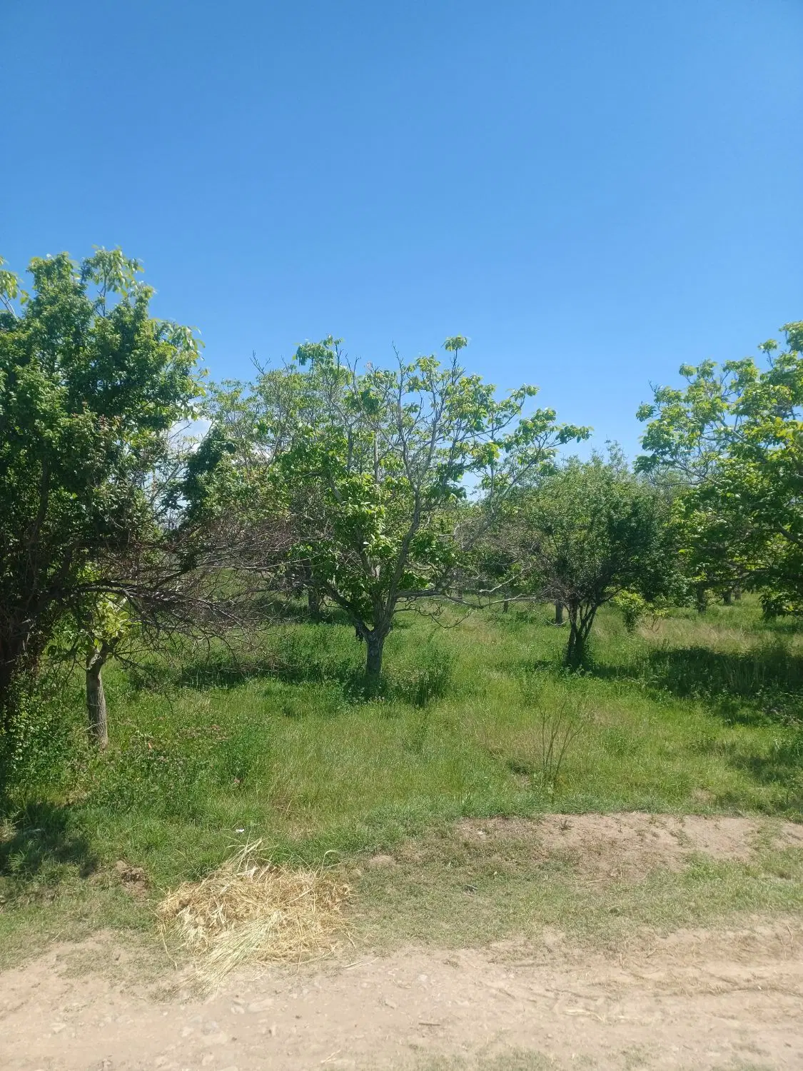 باغ کورانه