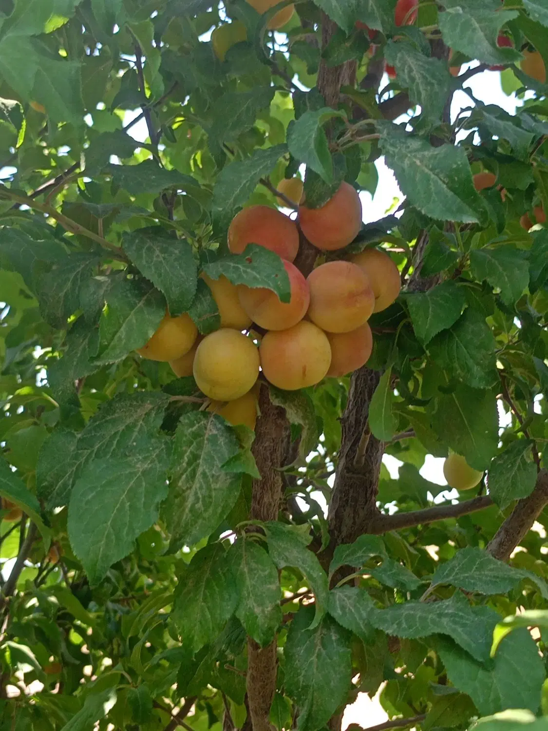 زمین
