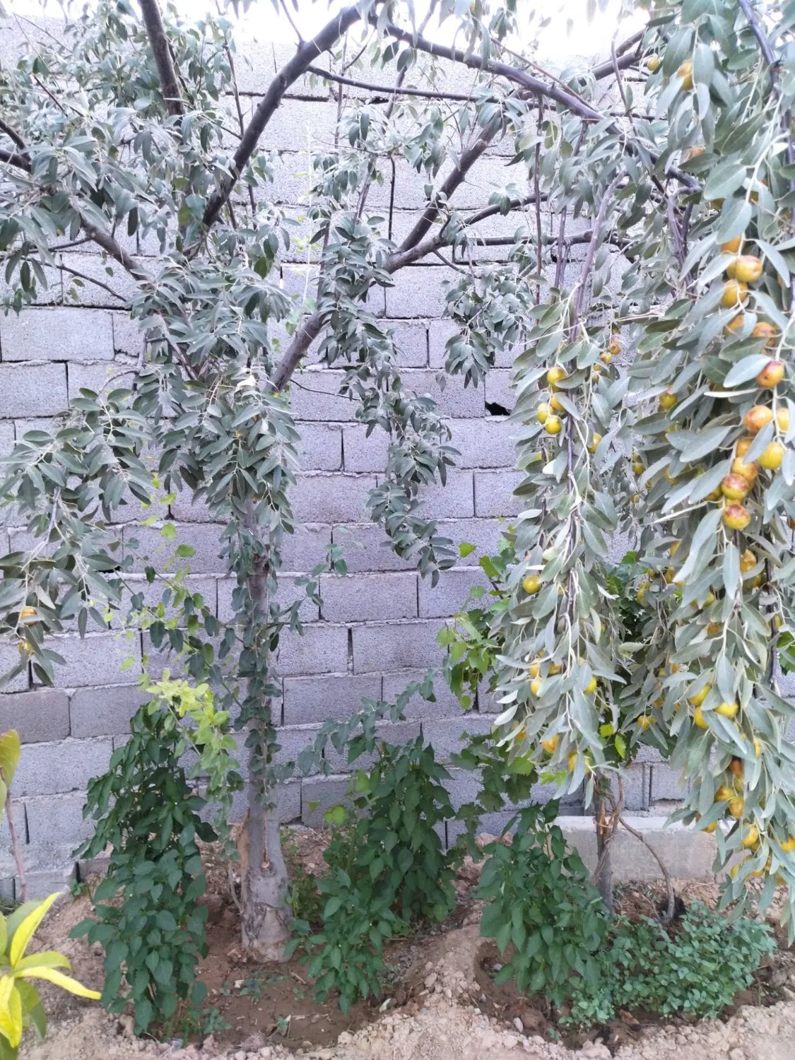 زمین دور دیوار 500 متر کلاکوب جاده کلات