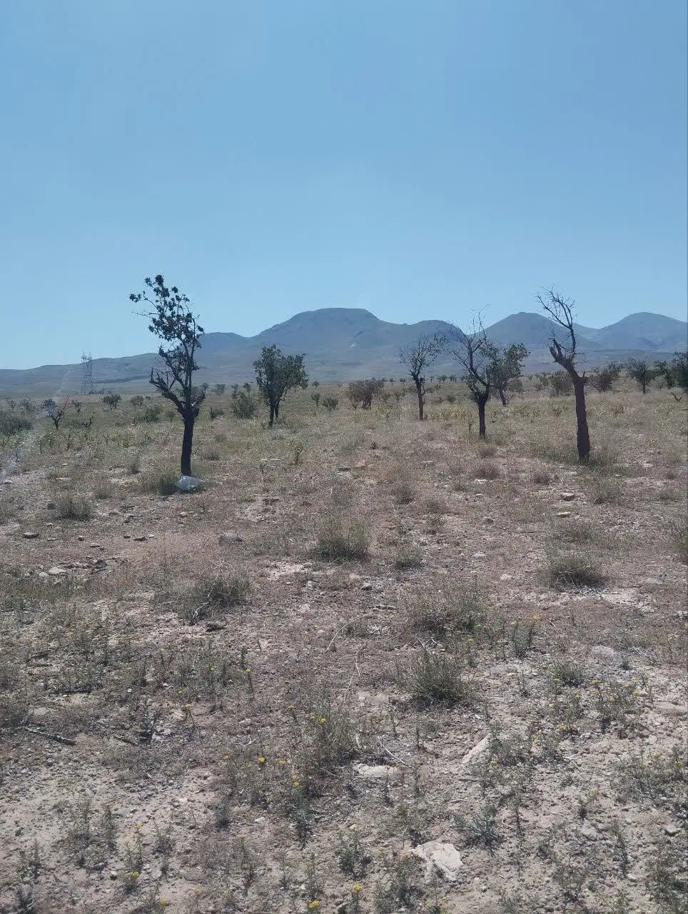 باغ ویلایی در روستای خراجو
