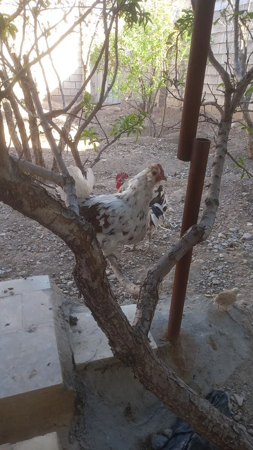 منزل چوب پوش جنوبی
