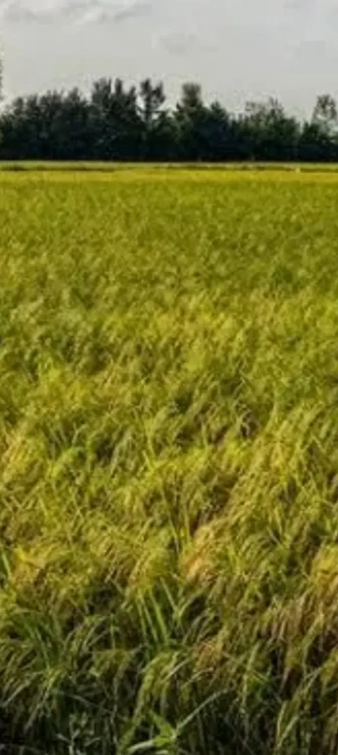 شالیزار کاملا سنتی مناسب تغییر کاربری
