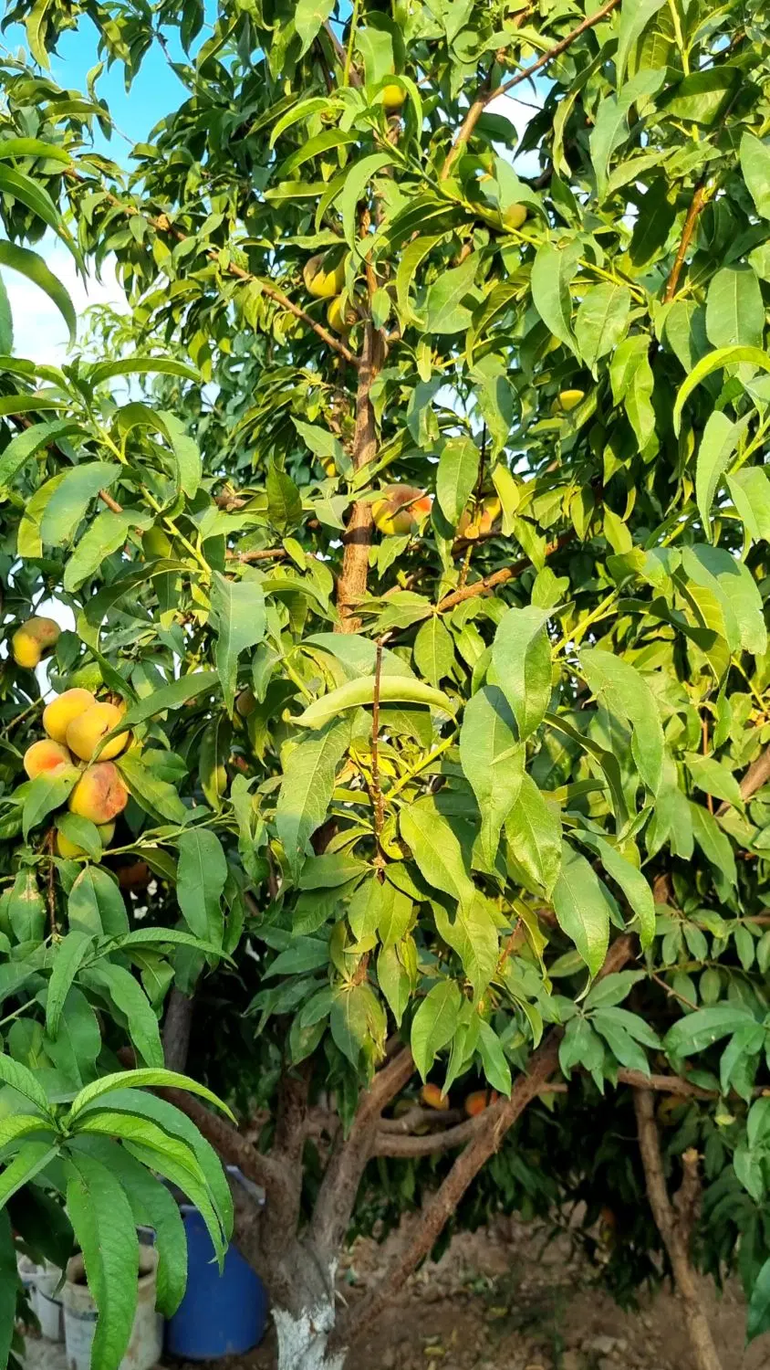 قطعه ۱۰۰۰ متری ماهدشت