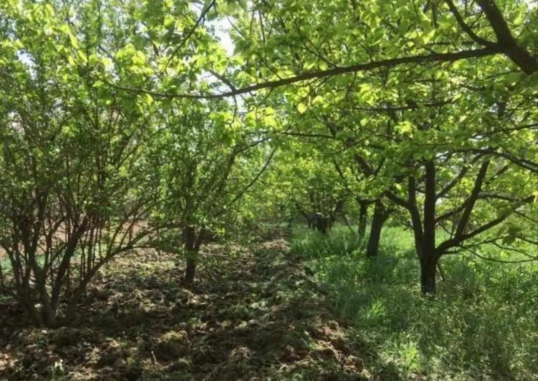 باغ خوانسار