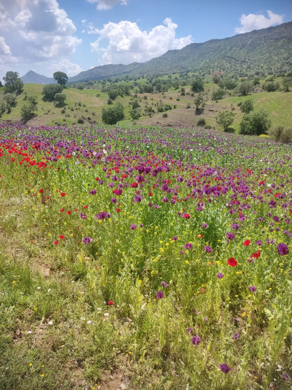 زمین