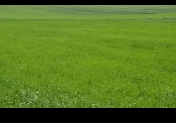 زمین کشاورزی برای احداث باغ و ویلا