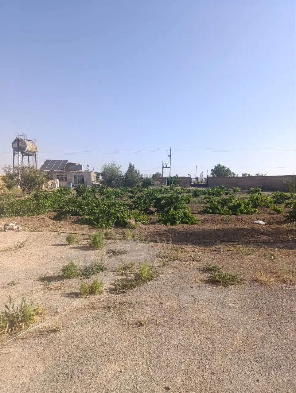 مرغداری گوشتی