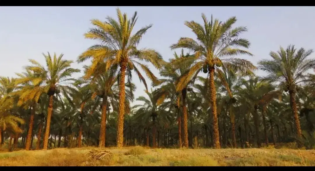 فروش باغ نخل